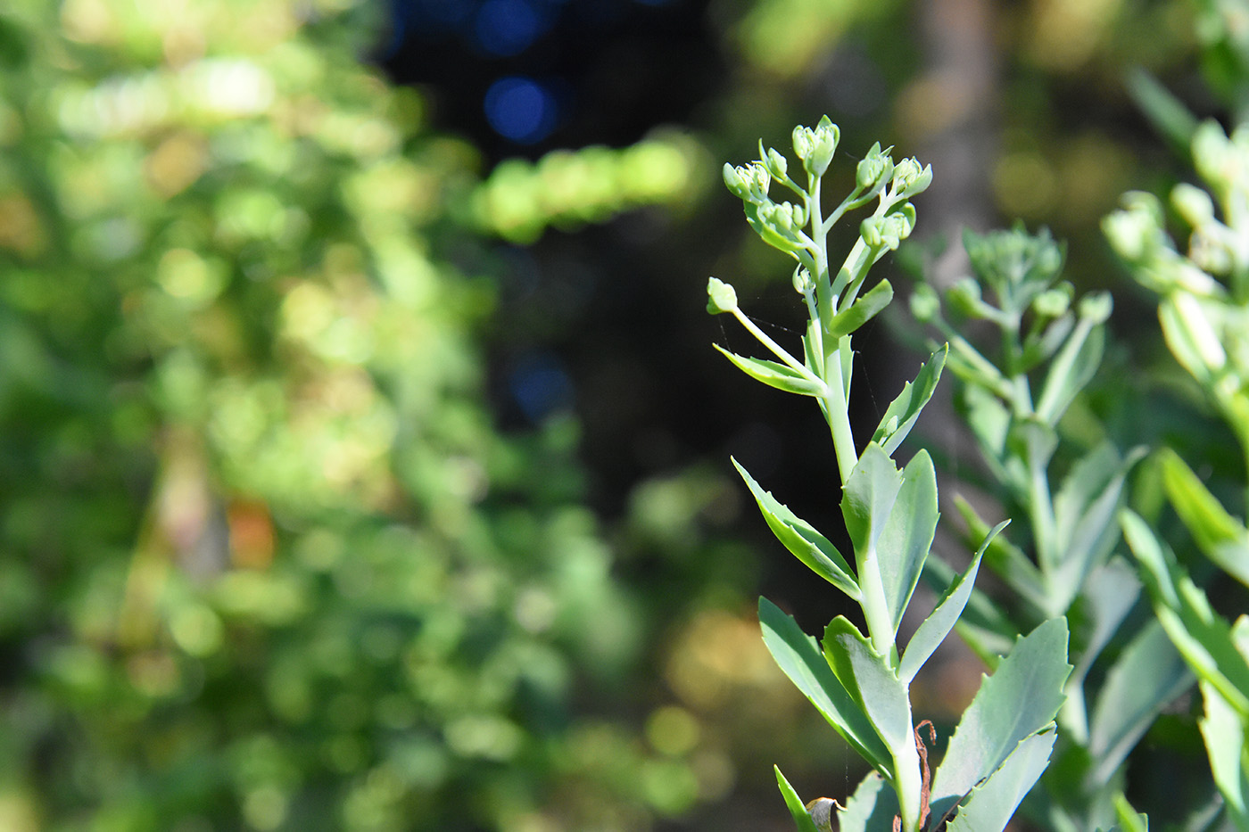 Jardin Secret – Dominique Gressin 01