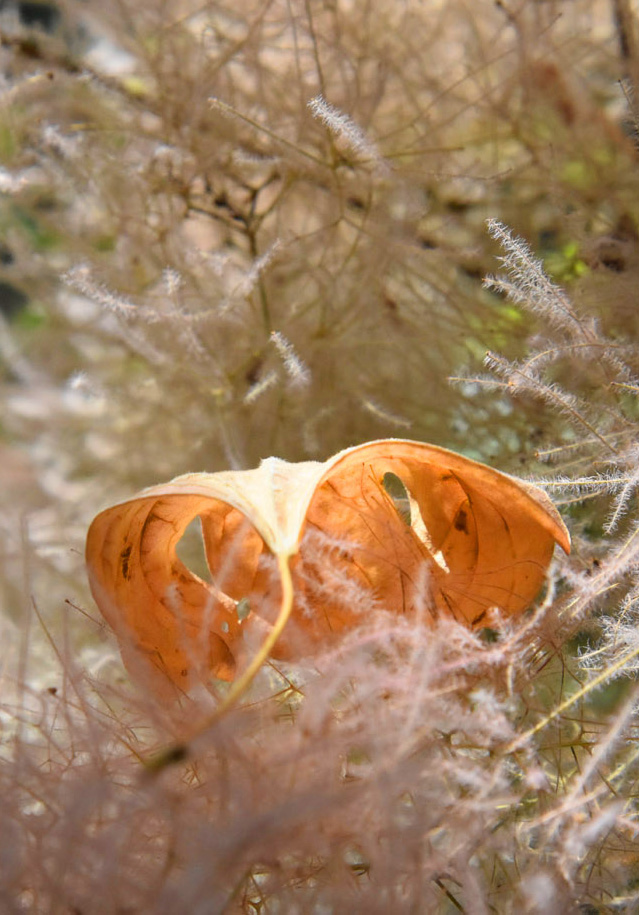 Jardin Secret – Dominique Gressin 02