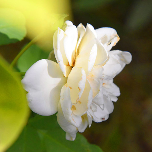 Jardin Secret – Dominique Gressin 03