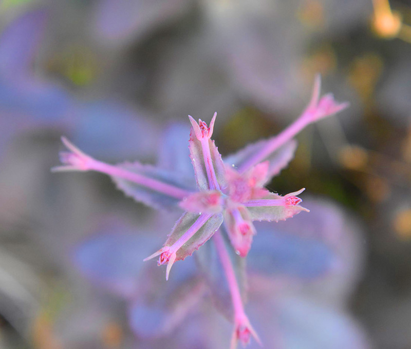 Jardin Secret – Dominique Gressin 04