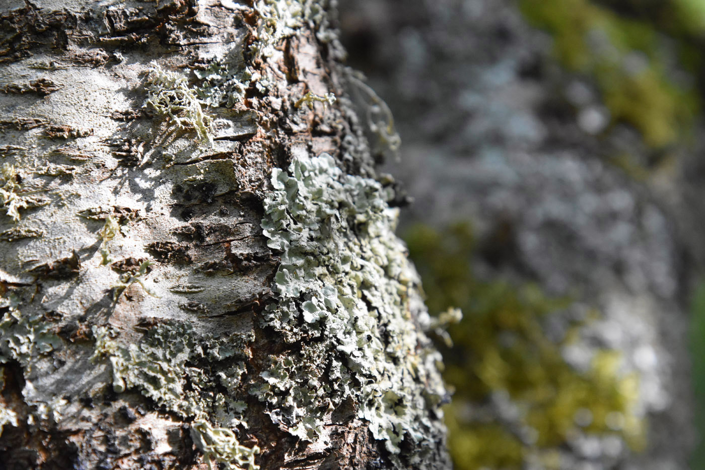 Jardin Secret – Dominique Gressin 05