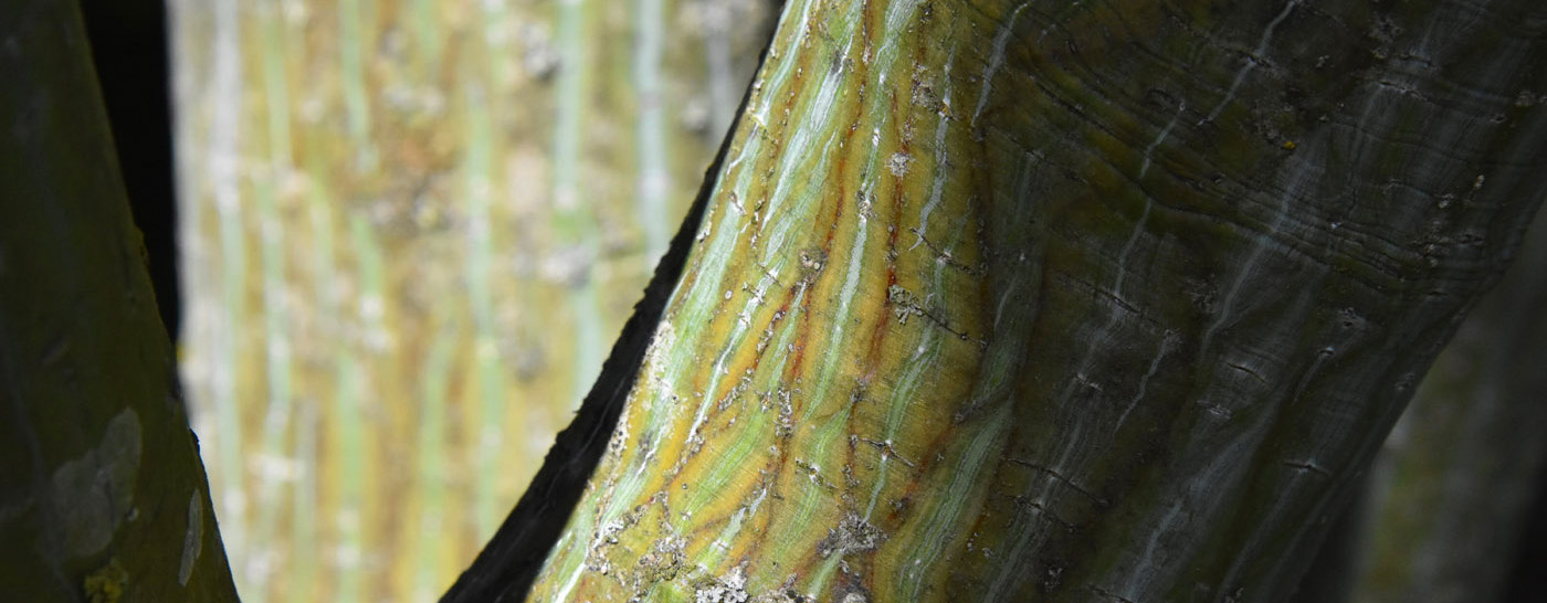 Jardin Secret – Dominique Gressin 06