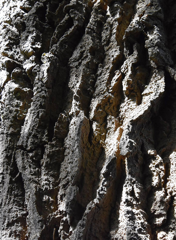 Jardin Secret – Dominique Gressin 07