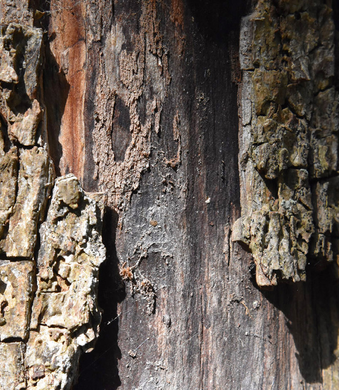 Jardin Secret – Dominique Gressin 08