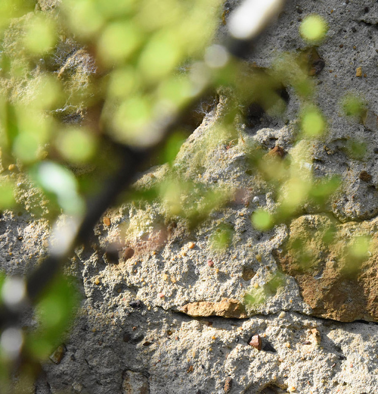 Jardin Secret – Dominique Gressin 09