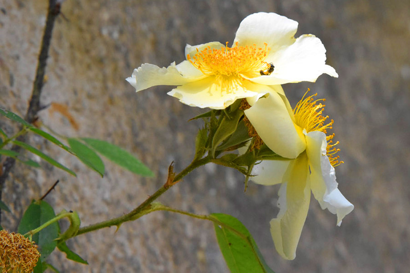 Jardin Secret – Dominique Gressin 10