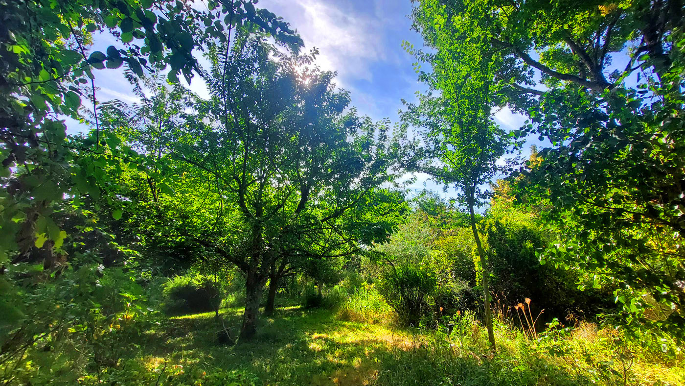 Jardin Secret – Dominique Gressin 12