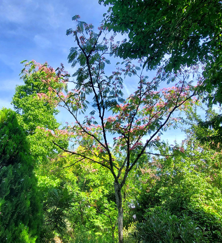 Jardin Secret – Dominique Gressin 13