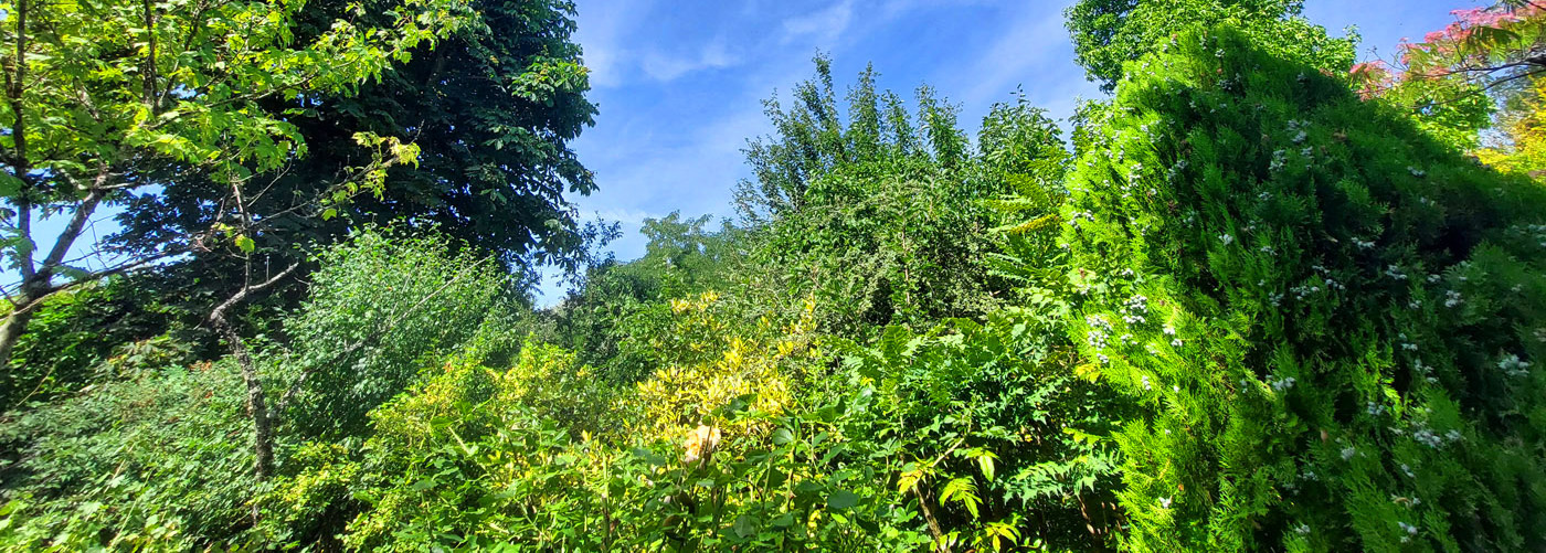 Jardin Secret – Dominique Gressin 15