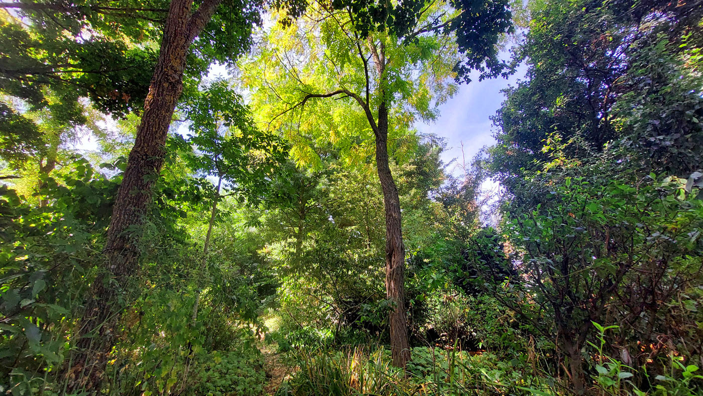 Jardin Secret – Dominique Gressin 16