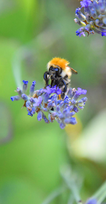 Jardin Secret – Dominique Gressin 17