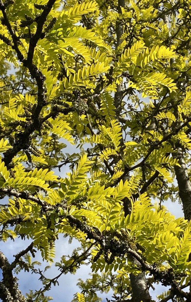 Dominique-Gressin-Jardin-secret-17