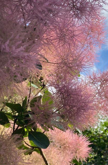 Dominique-Gressin-Jardin-secret-Inflorescences-dun-cotinus