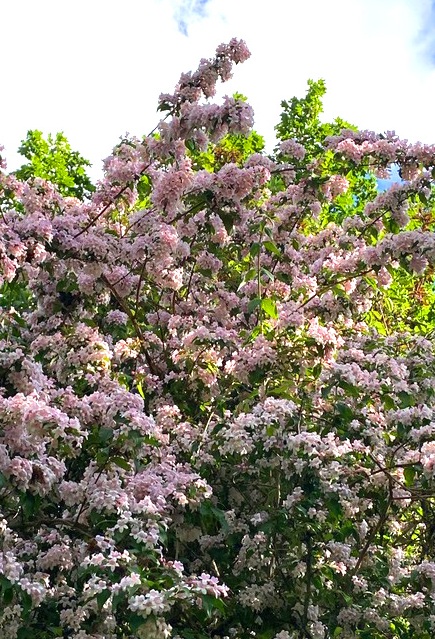 Dominique-Gressin-Jardin-secret-Kolwitzia-en-majeste