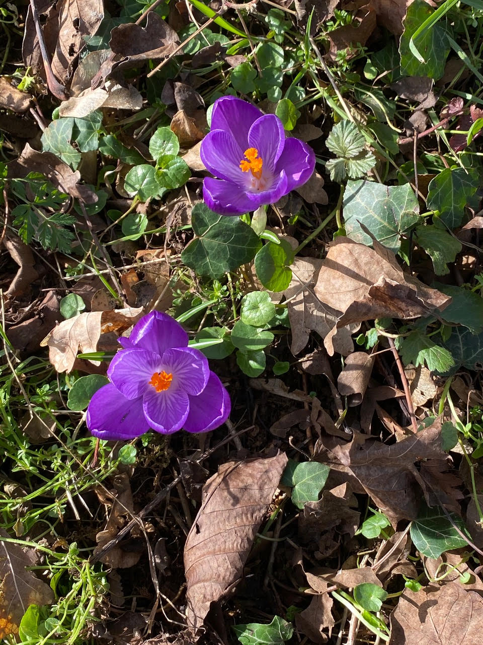 Dominique Gressin plasticienne Mon jardin 10