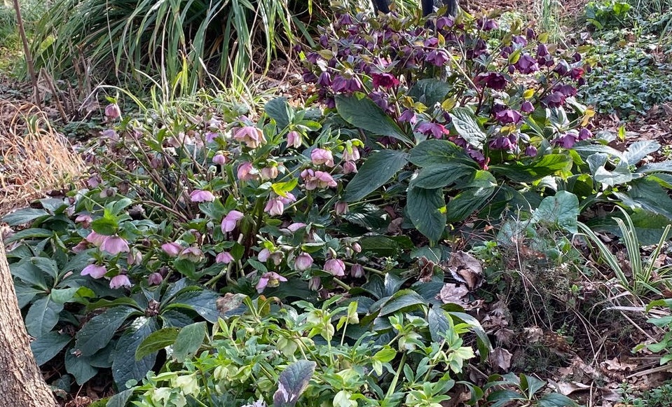 Dominique Gressin plasticienne Mon jardin 12