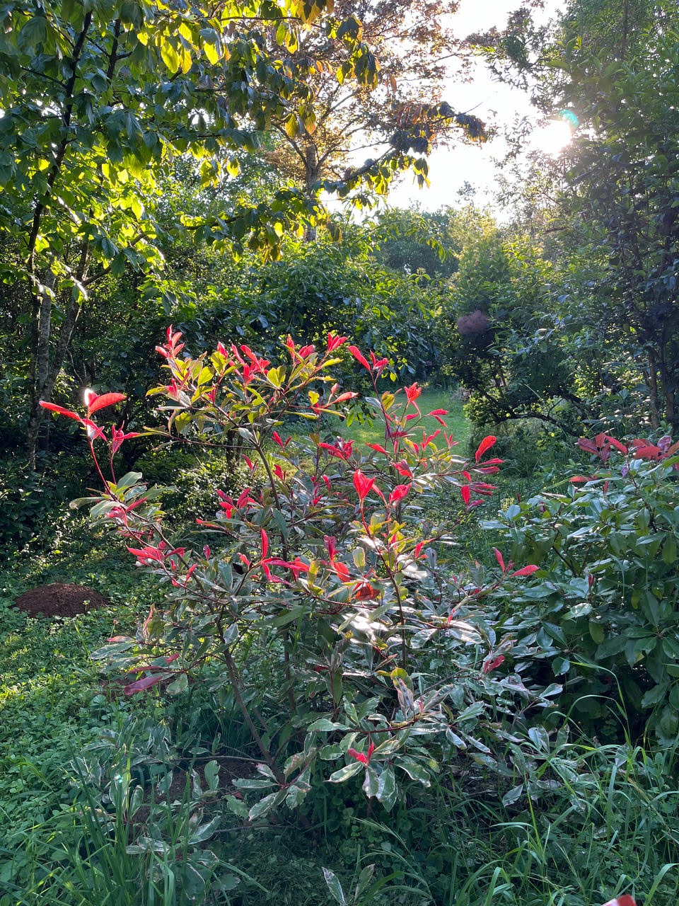 Dominique Gressin plasticienne Mon jardin 13