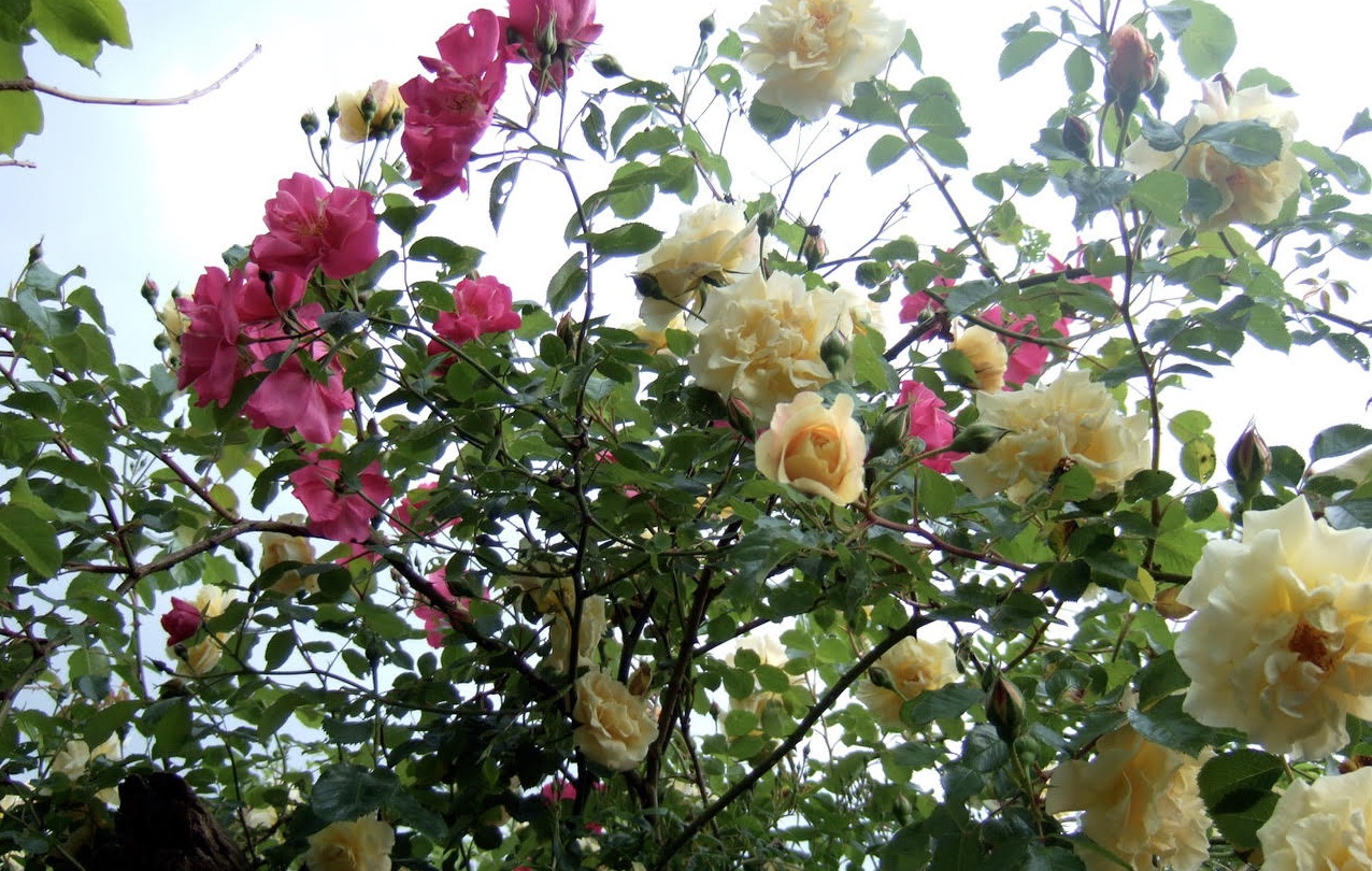 Dominique Gressin plasticienne Mon jardin 14-1