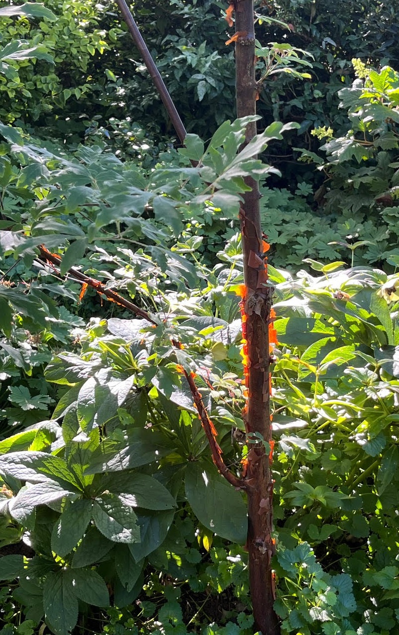 Dominique Gressin plasticienne Mon jardin 16