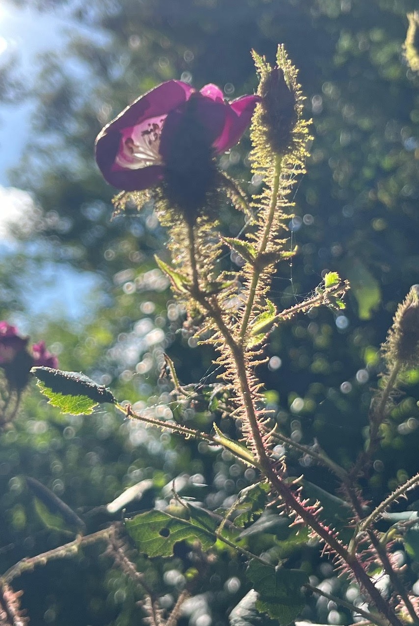 Dominique Gressin plasticienne Mon jardin 18