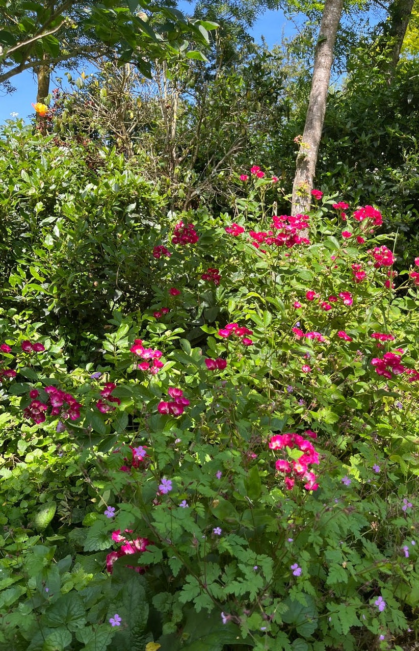 Dominique Gressin plasticienne Mon jardin 3