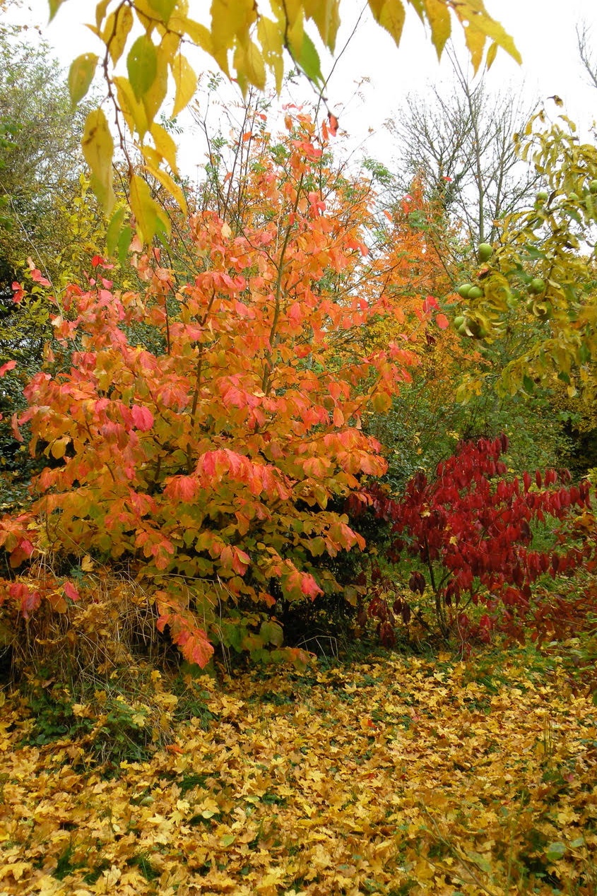 Dominique Gressin plasticienne Mon jardin 5