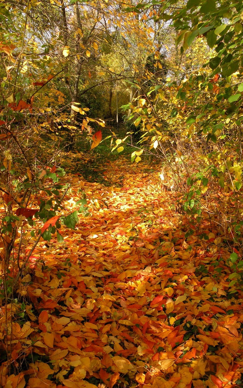 Dominique Gressin plasticienne Mon jardin 6