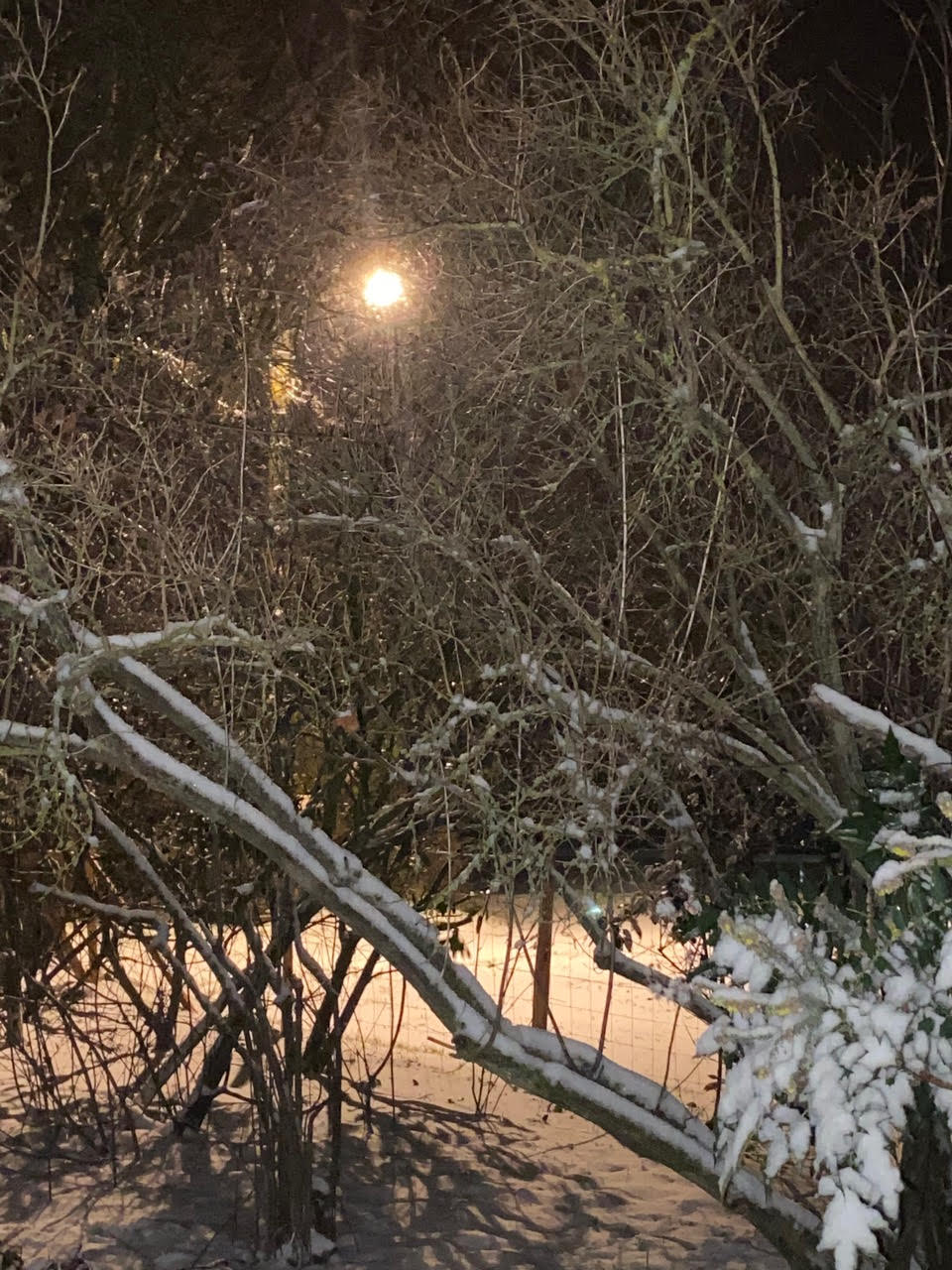 Dominique Gressin plasticienne Mon jardin 8