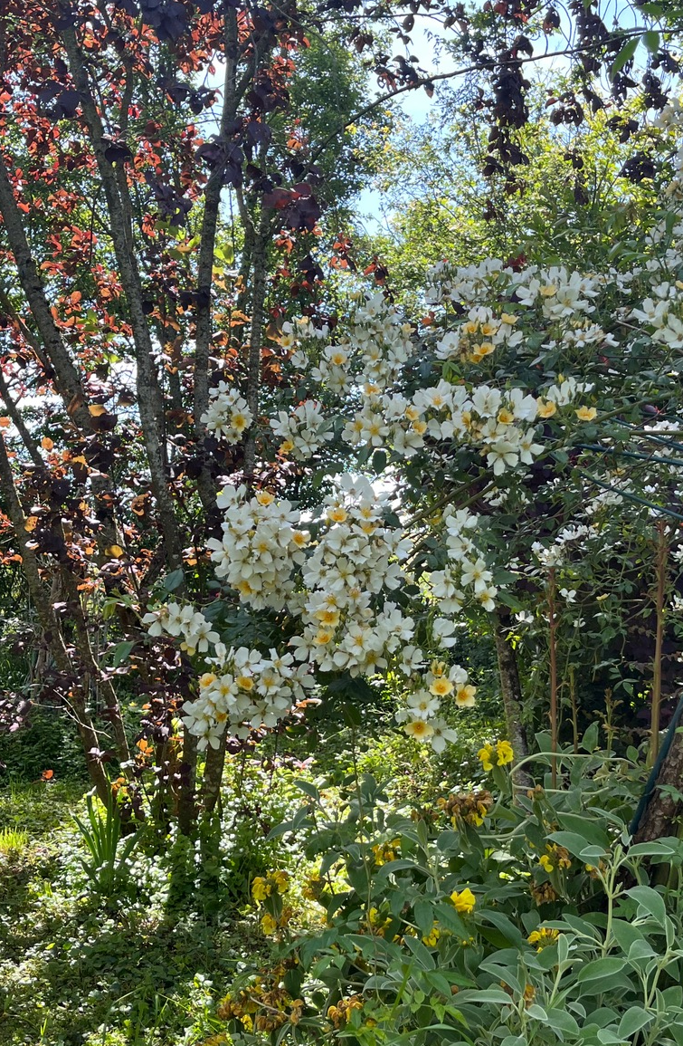 Dominique Gressin plasticienne Mon jardin monde 19-1