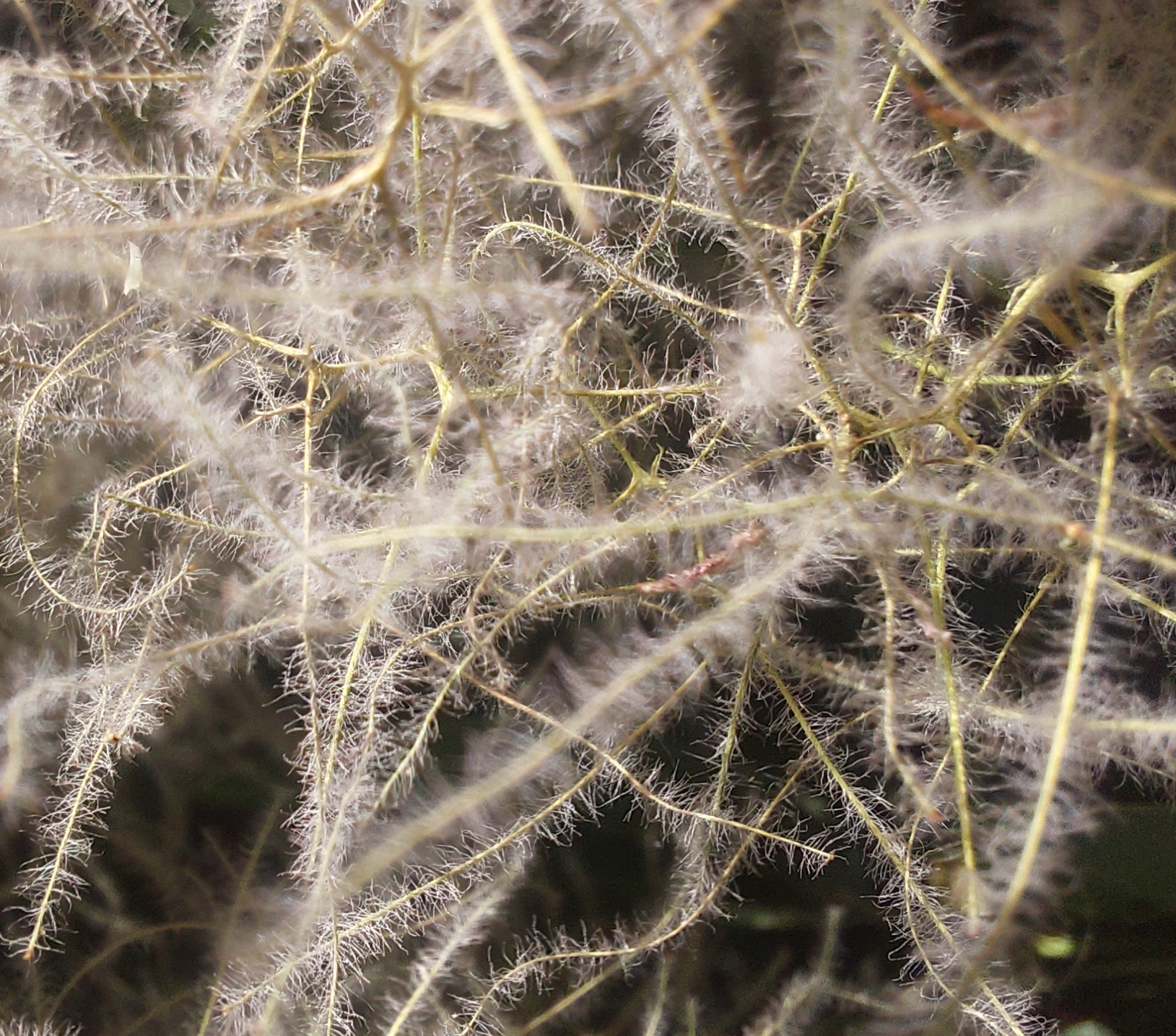 Dominique Gressin plasticienne Mon jardin monde 22