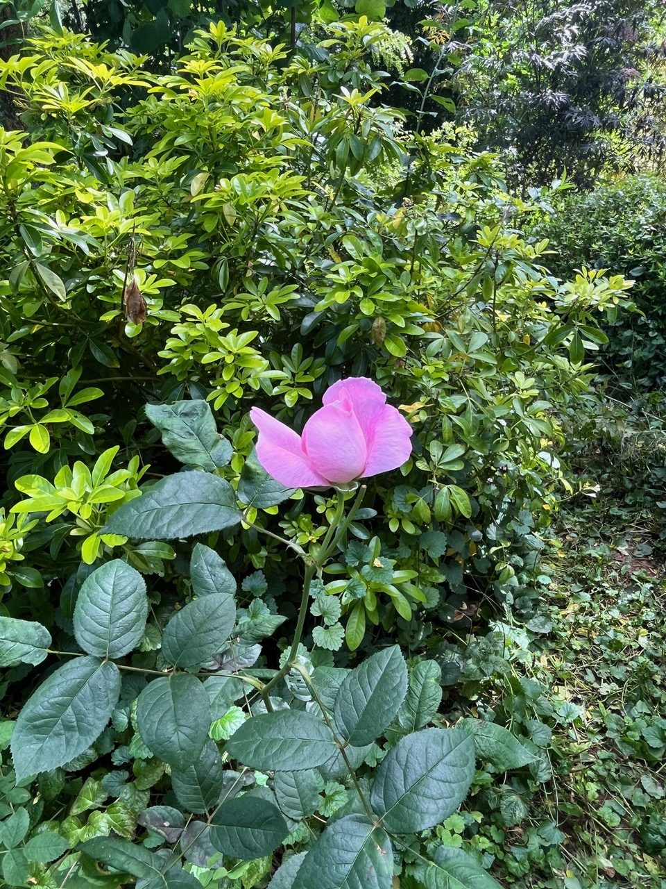 Dominique Gressin plasticienne Mon jardin monde